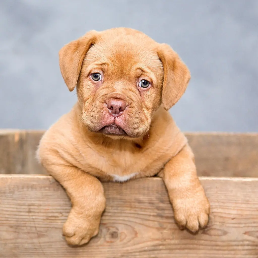 cachorro feliz con educación en positivo