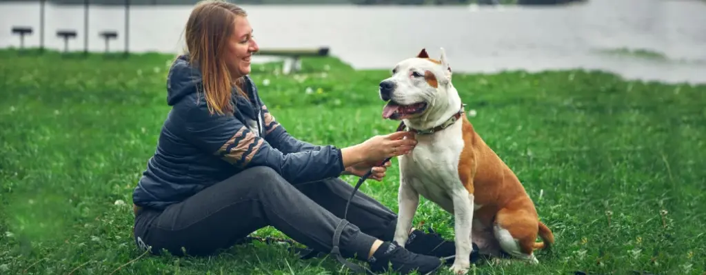 l American Staffordshire Terrier es una raza que destaca por su fuerza