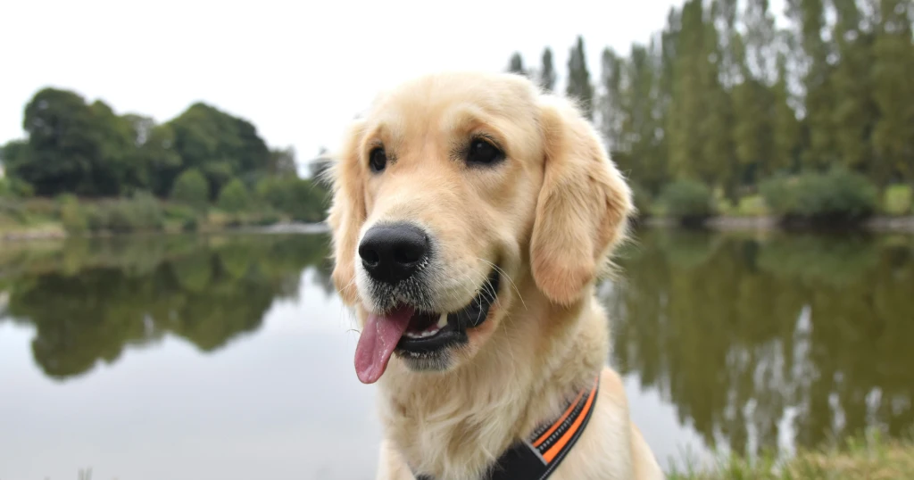 Golden Retriever blanco características