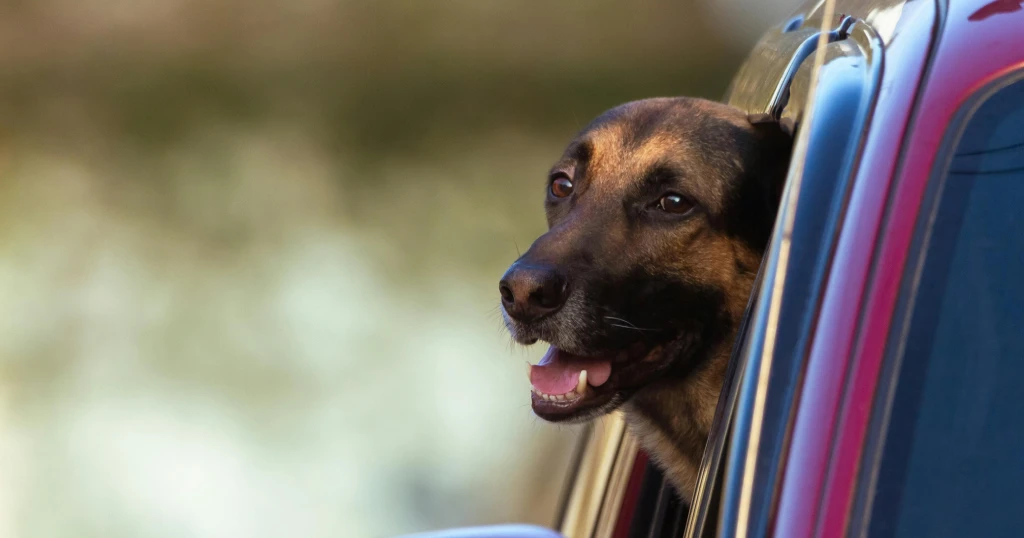 Qué es un Pastor Belga Malinois