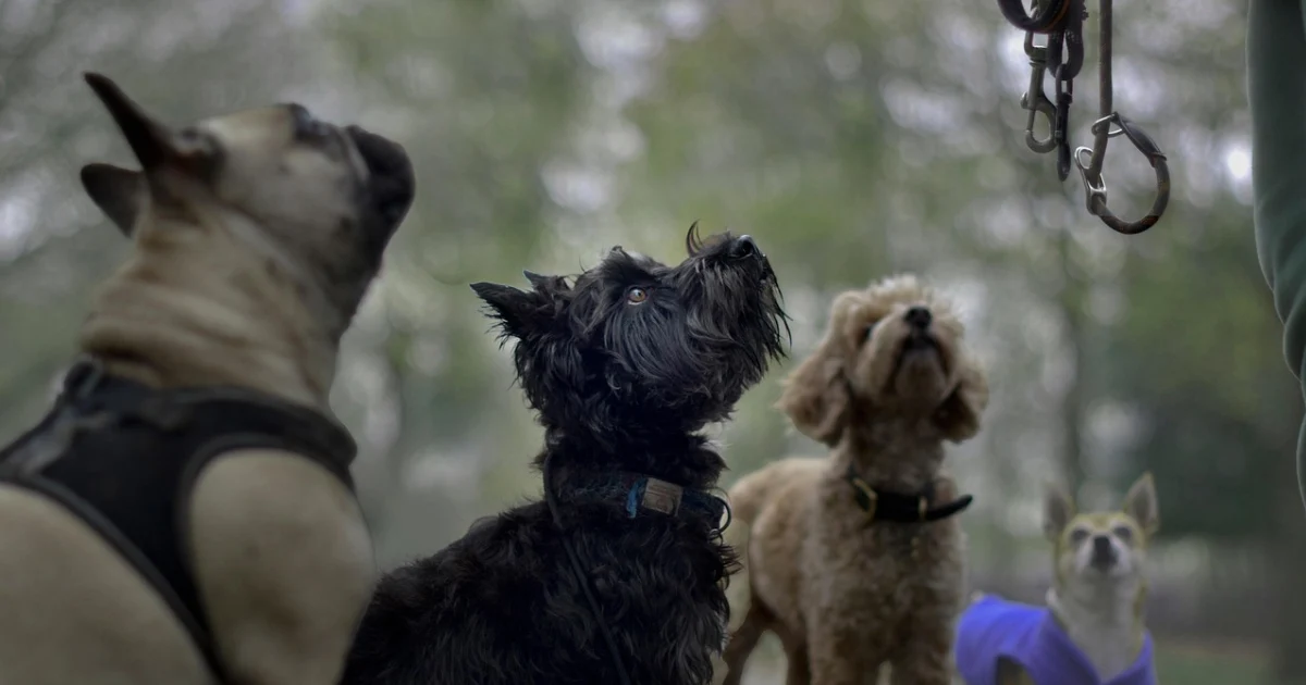 adiestramiento positivo en perros