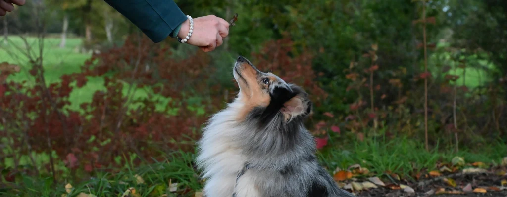 perro adiestrado online de forma positiva