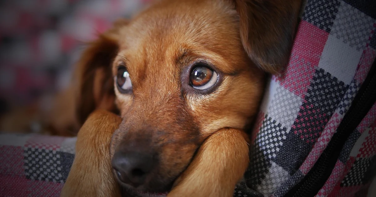 ansiedad por separacion en perros