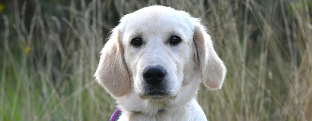 cara de perro golden blanco