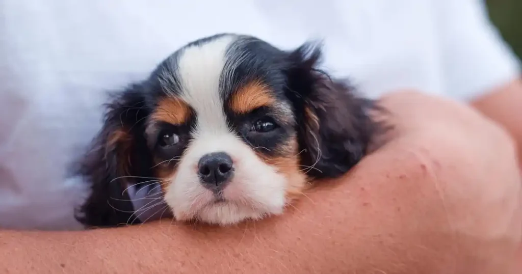 Imagen de Perro, Cachorro y Cavalier king charles spaniel.