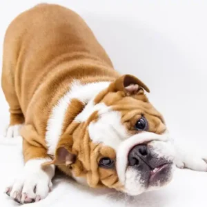 cachorro de bulldog feliz jugando