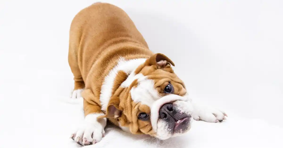 cachorro de bulldog feliz jugando