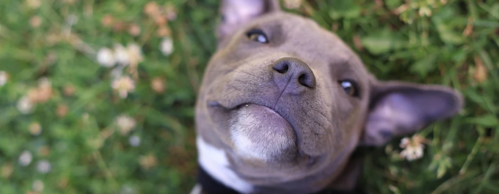 Cachorro de perro pitbull mirando a Cámara sonriente