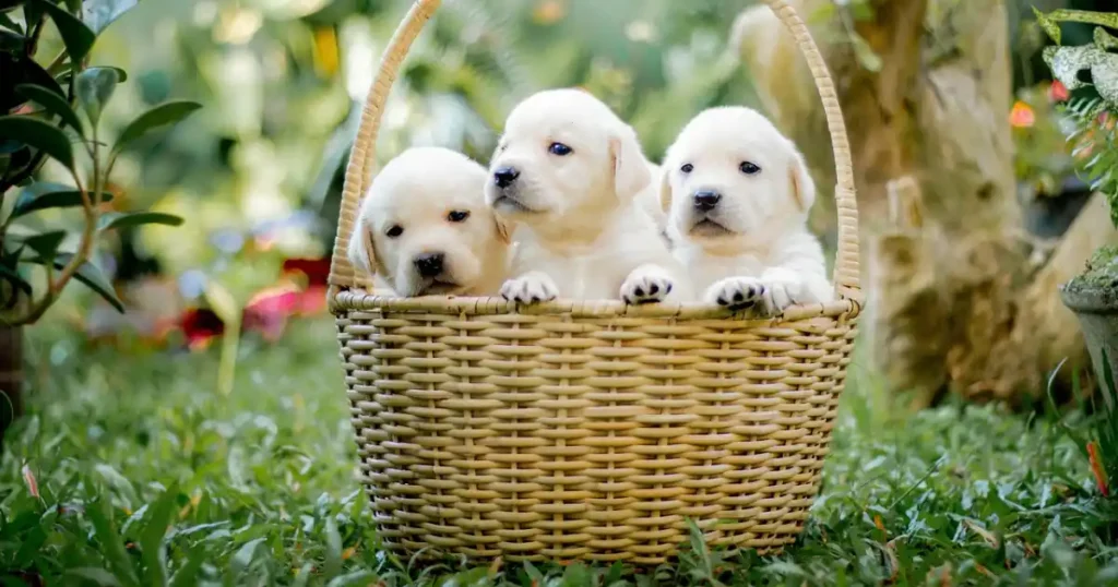 cachorros de golden blancos