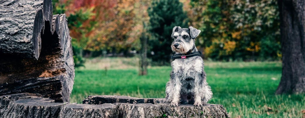 cuidados de Schnauzer Miniatura