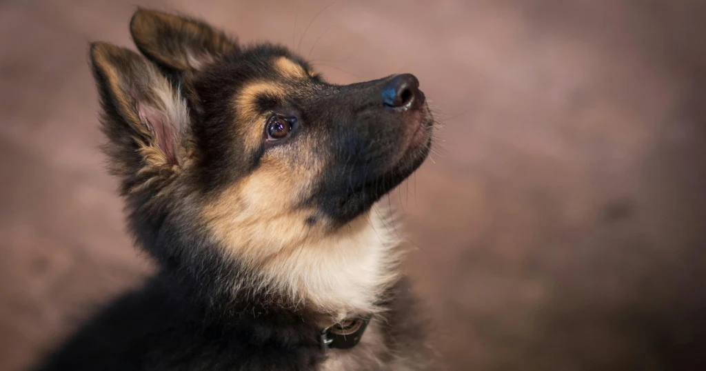 Cómo educar a un cachorro online