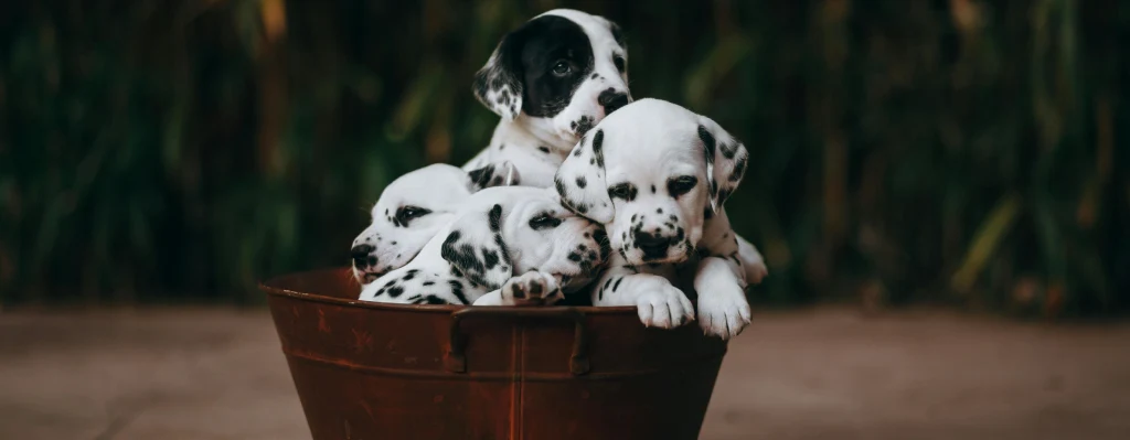 dálmata, características y cuidados, cachorros