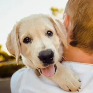 Aumenta el Vínculo con tu Perro