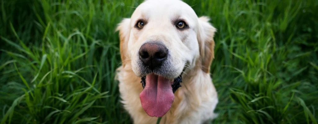 esperanza de vida del Golden Retriever en el campo