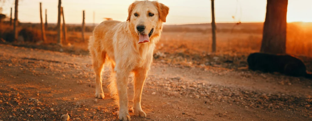 cual es la esperanza de vida de Golden Retriever