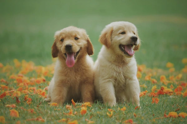 esperanza de vida del Golden Retriever