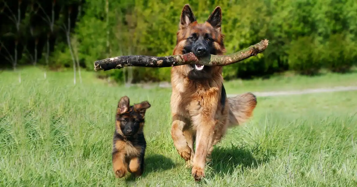 pastor aleman corriendo con cachorro
