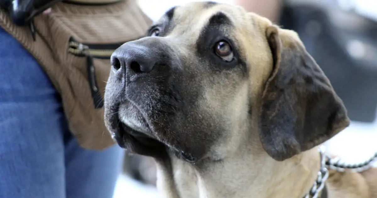 fila_brasileiro