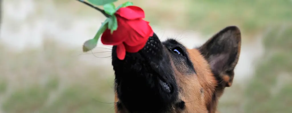 Juegos de Olfato para perros