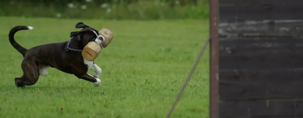 mejor curso de adiestramiento canino online