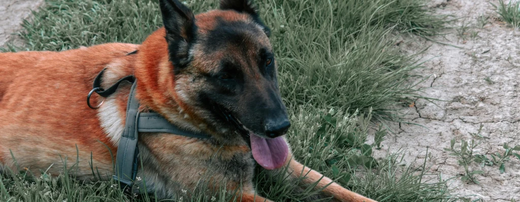 pastor-belga-malinois-raza-peligrosa