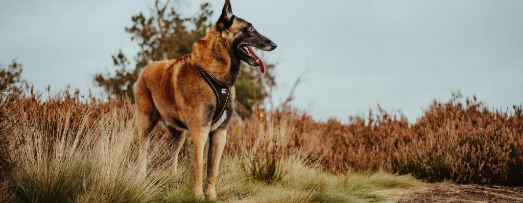 Fotografía de perro Pastor belga en el campo