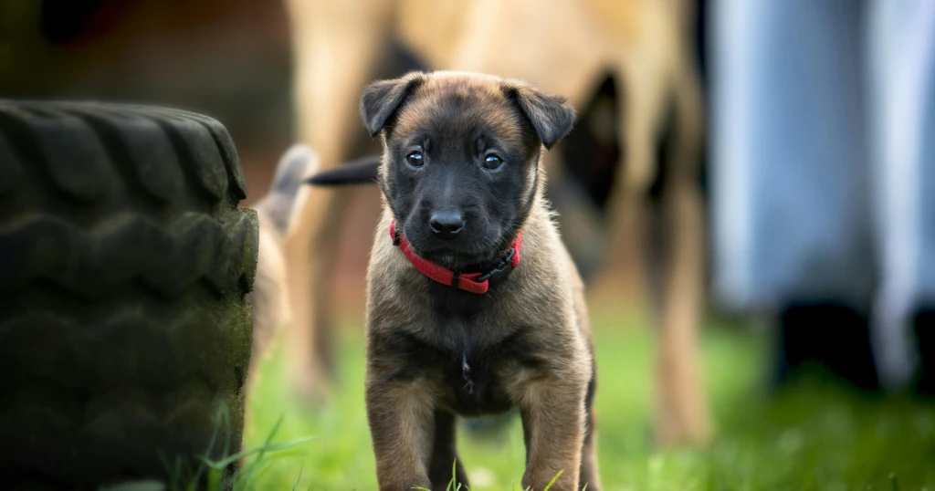 pastor belga malinois raza peligrosa