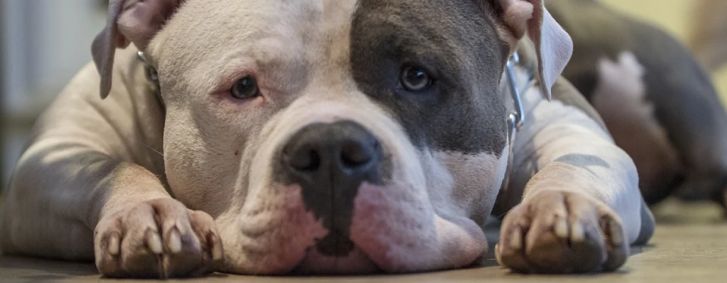 Perro adulto de raza pitbull tumbado