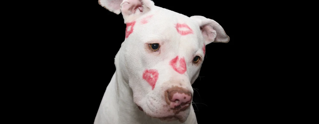 Perro pitbull con carmín de besos de mujer en la cara