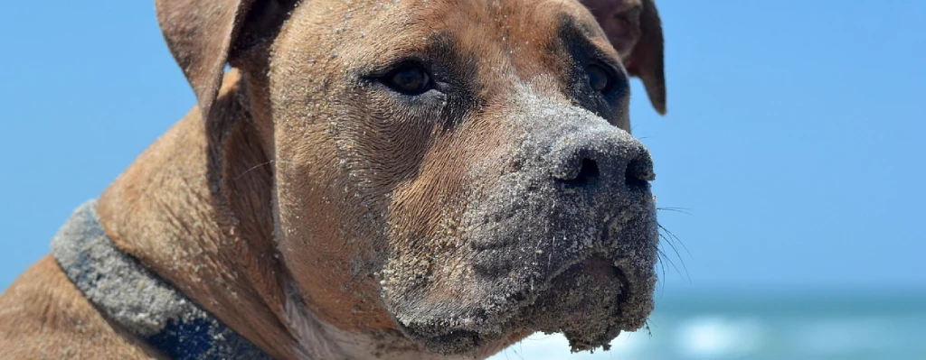 Perro pitbull con la cara llena de arena