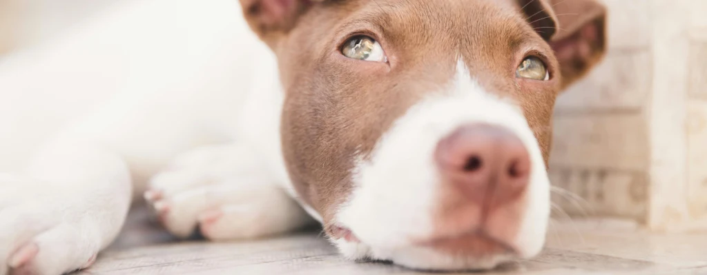 Cachorro de Pitbull durmiendo pero con los ojos abiertos