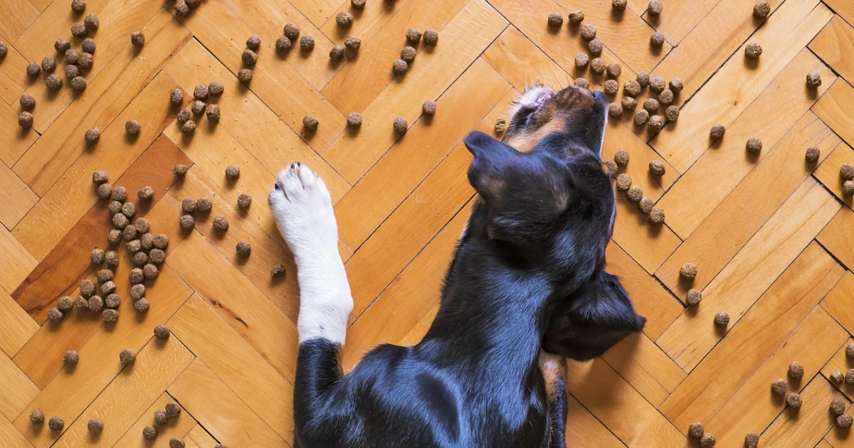 La alimentación es uno de los pilares fundamentales del bienestar canino. Una nutrición adecuada no solo mejora su energía y vitalidad, sino que también previene enfermedades, fortalece el sistema inmune y mejora la conducta.
