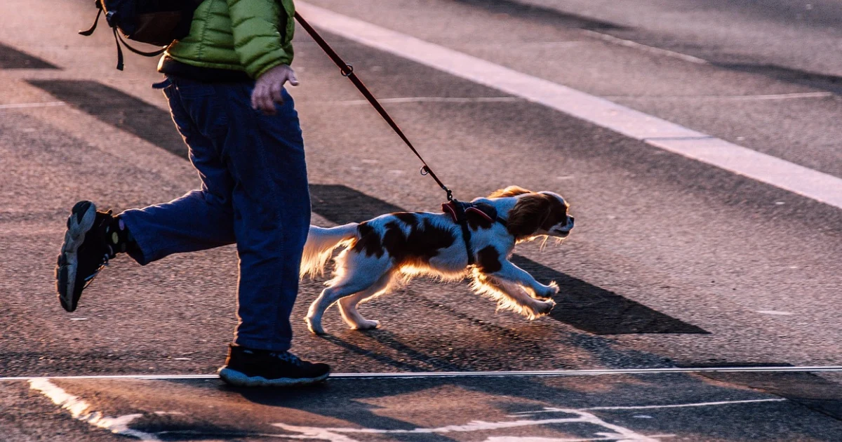 Si al salir a la calle sientes que tu perro te arrastra, se cruza constantemente o reacciona a todo lo que ve, no estás solo. El 80% de los tutores caninos afirman tener problemas con los tirones durante el paseo.