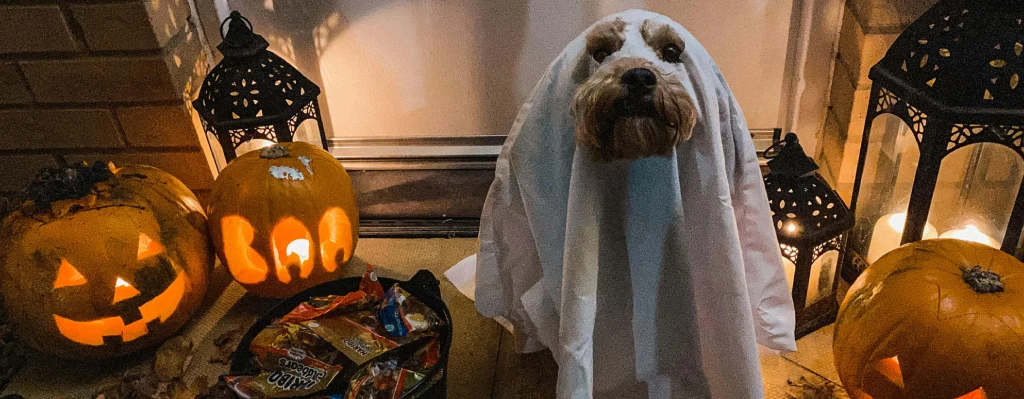 Perros disfrazado de fantasma en Halloween