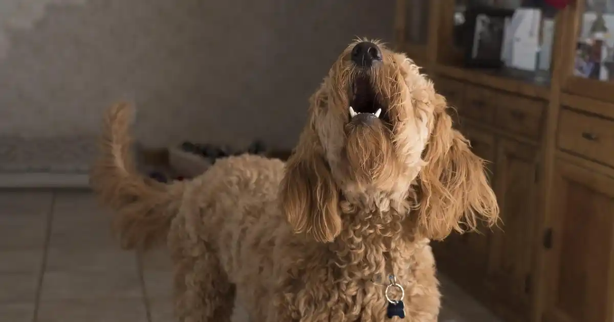 perro ladrando