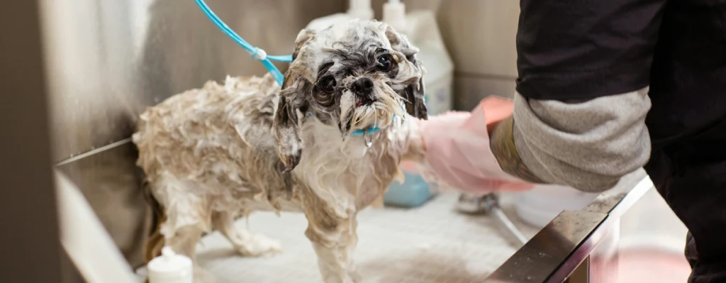Perro pequeño lavándolo con jabón