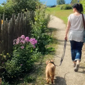 perro paseando tranquilamente sin tirar de la correa