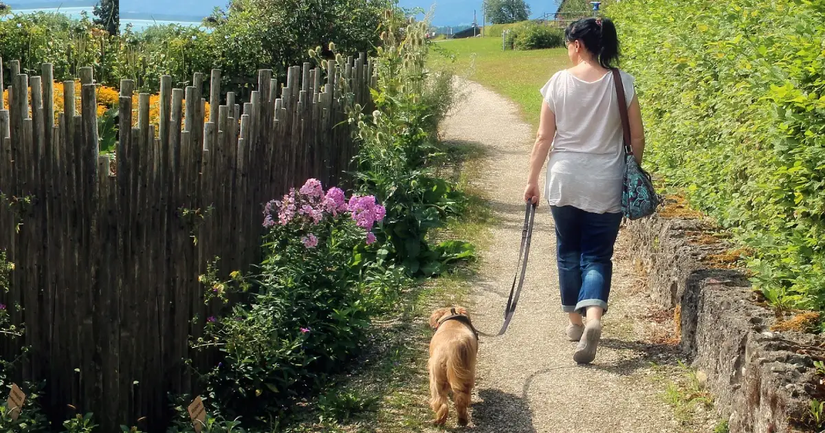perro paseando tranquilamente sin tirar de la correa