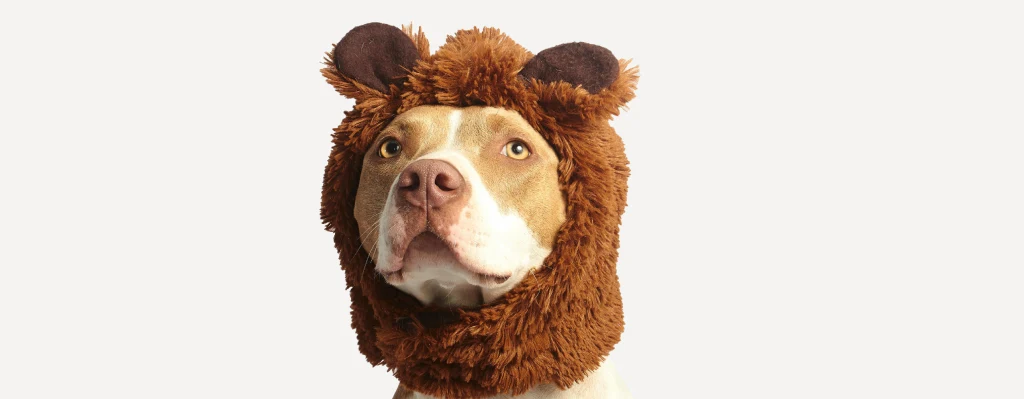 perro pitbull
