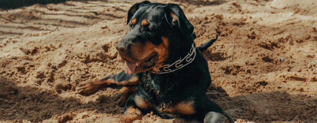 Perro Rottweiler acostado en una playa contento