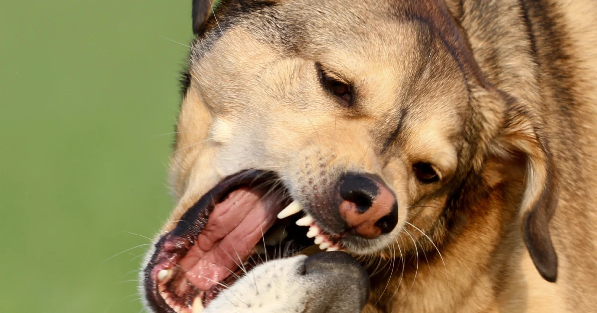 Un perro reactivo es aquel que responde de forma exagerada ante ciertos estímulos, como otros perros, bicicletas, ruidos fuertes, personas desconocidas, etc