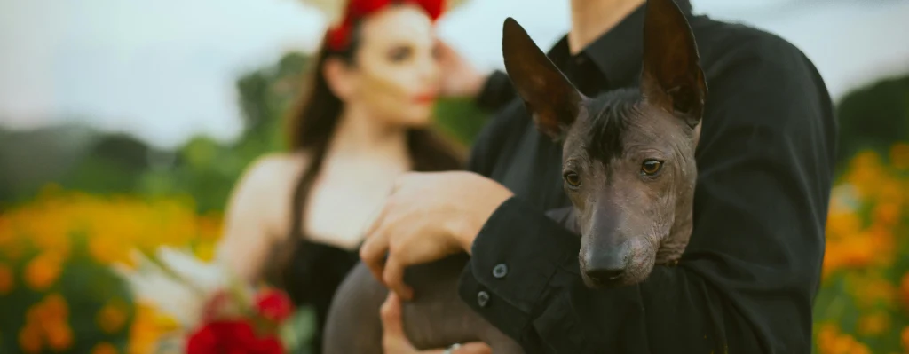 perros con miedo