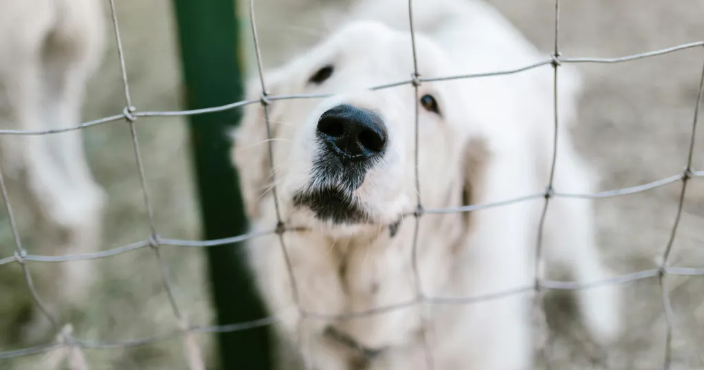Adoptar una Mascota: Un Acto de Amor que Transforma Vidas El Amor Incondicional: La Conexión Única de Adoptar una Mascota Adoptar es ofrecer una nueva oportunidad a un ser que ha sufrido. Los animales adoptados suelen ser especialmente afectuosos y agradecidos, demostrando una lealtad y cariño inigualables, como si supieran el privilegio de un nuevo comienzo