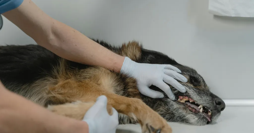 Estar preparado para una emergencia veterinaria es como tener un paraguas en un día soleado: esperas no necesitarlo, pero cuando llega la tormenta, estás agradecido de tenerlo. Tu conocimiento y rapidez de respuesta son el mejor refugio para tu compañero peludo.