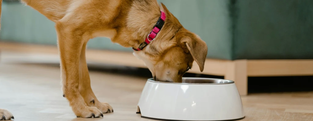 qué es la dieta barf para perros