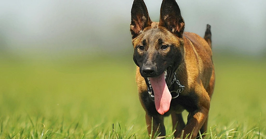 es el pastor belga malinois raza peligrosa