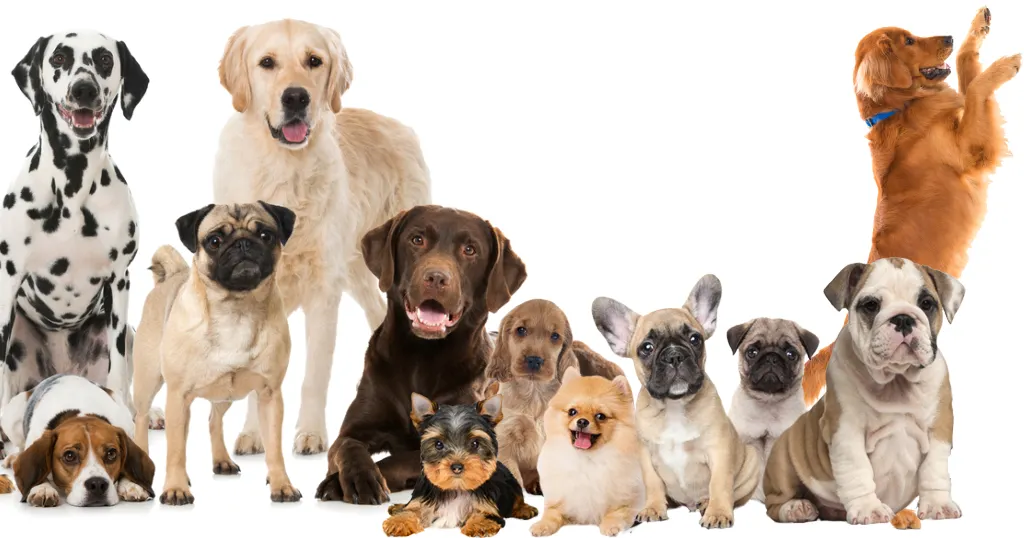 Desentrañando la Personalidad Canina: Más Allá de la Raza