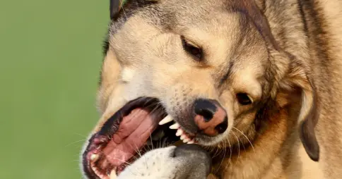 Perro muy enfadado riñendo con otro