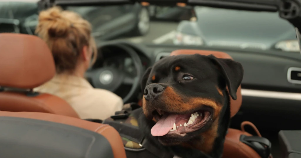 rottweiler en Espana