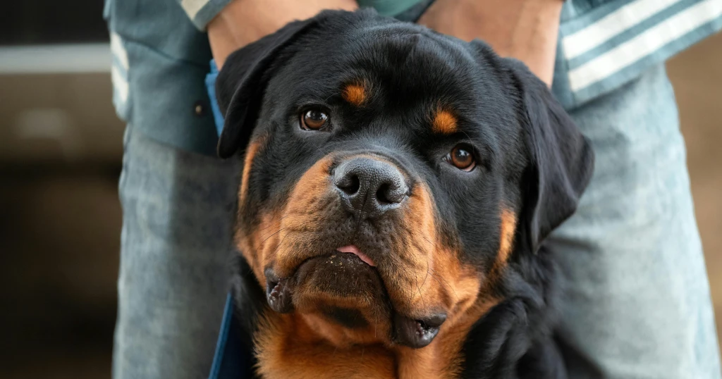 rottweiler en España